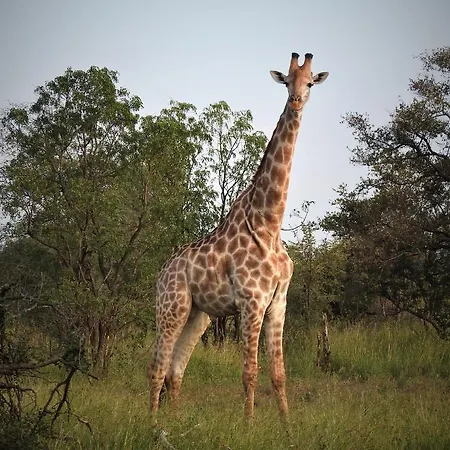 Braai Safaris Lodge Hoedspruit Buitenkant foto