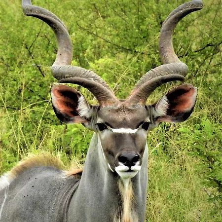 Braai Safaris Lodge Hoedspruit Buitenkant foto